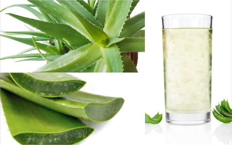 Wellhealthorganic.com : Neem And Aloe Vera Juice